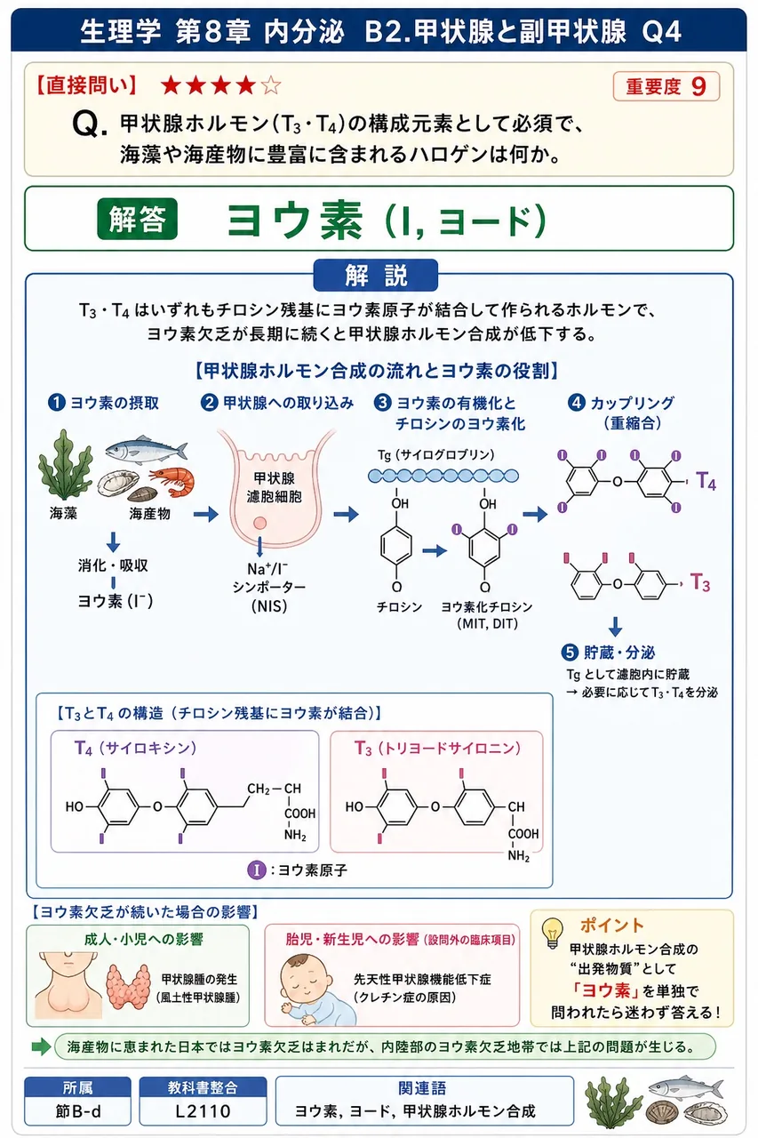 甲状腺ホルモン(T₃・T₄)の構成元素として必須で、海藻や海産物に豊富に含まれるハロゲンは何か。 解説図