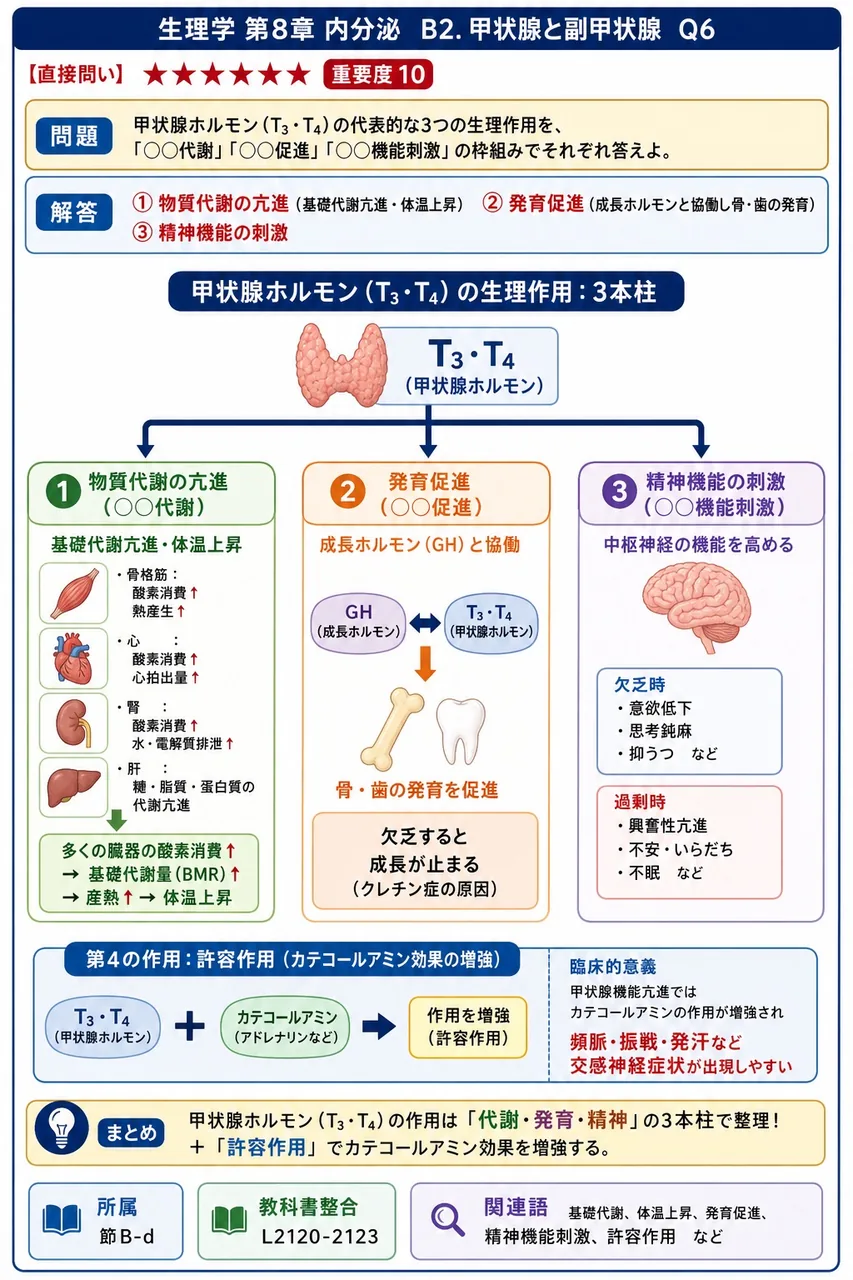 甲状腺ホルモン(T₃・T₄)の代表的な3つの生理作用を、「○○代謝」「○○促進」「○○機能刺激」の枠組みでそれぞれ答えよ。 解説図