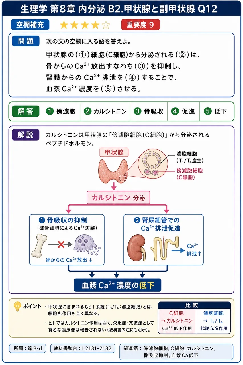 次の文の空欄に入る語を答えよ。 甲状腺の(①)細胞(C細胞)から分泌される(②)は、骨からのCa²⁺放出すなわち(③)を抑制し、腎臓からのCa²⁺排泄を(④)することで、血漿Ca²⁺濃度を(⑤)させる。 解説図