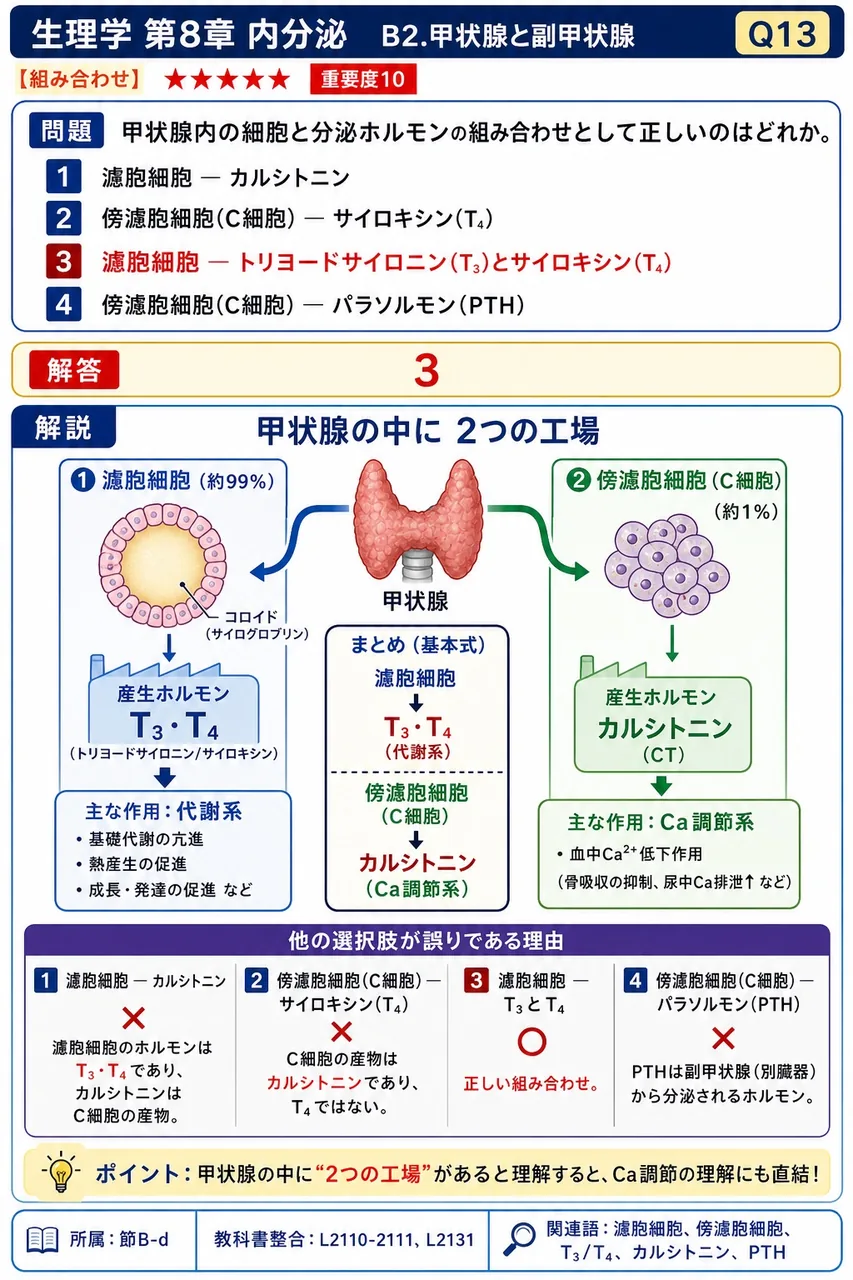 甲状腺内の細胞と分泌ホルモンの組み合わせとして正しいのはどれか。 解説図