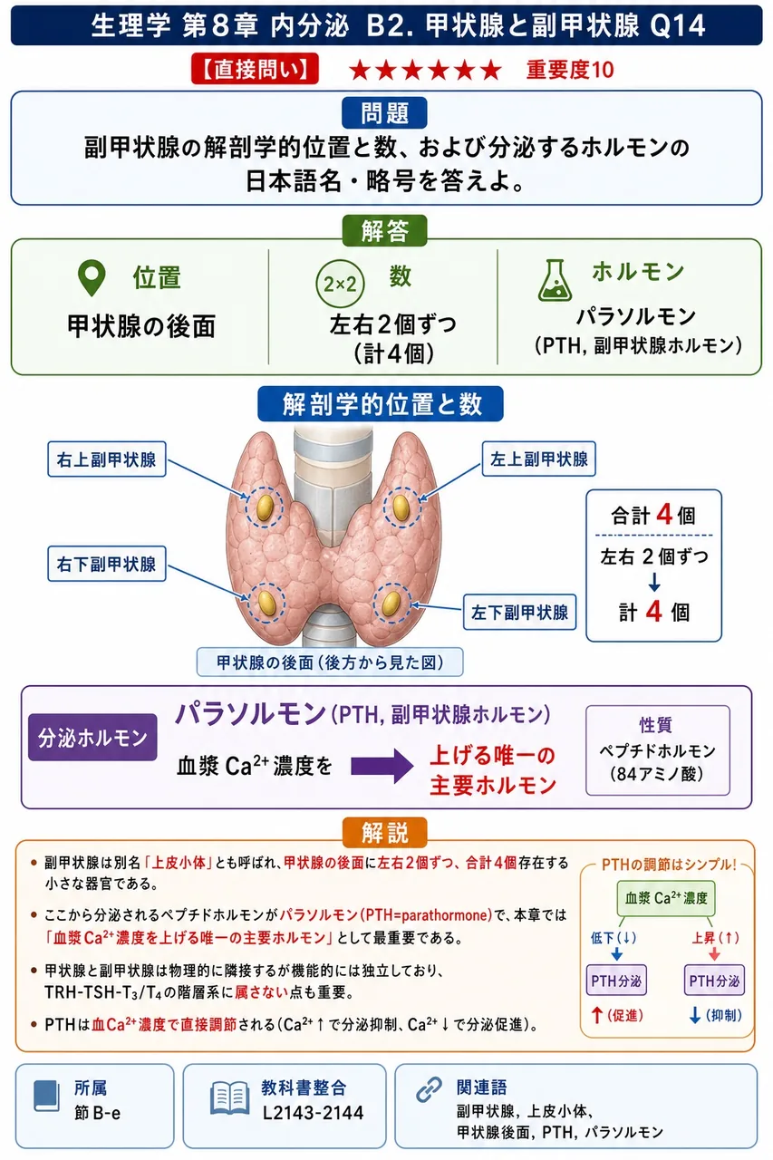 副甲状腺の解剖学的位置と数、および分泌するホルモンの日本語名・略号を答えよ。 解説図