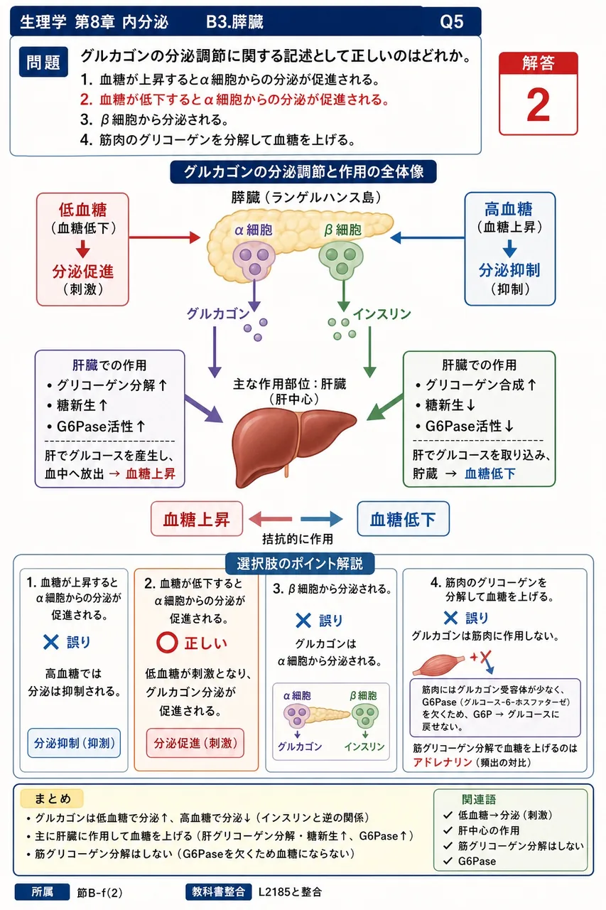 グルカゴンの分泌調節に関する記述として正しいのはどれか。 解説図