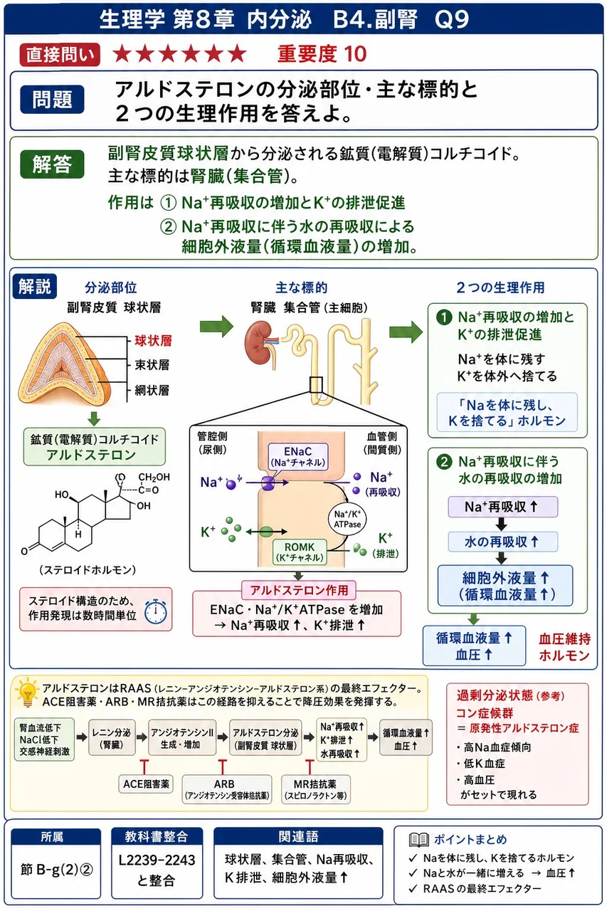 アルドステロンの分泌部位・主な標的と2つの生理作用を答えよ。 解説図