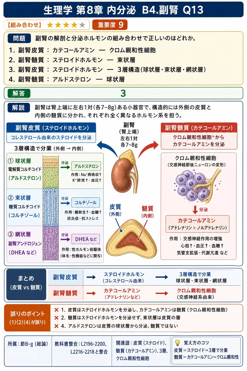 副腎の解剖と分泌ホルモンの組み合わせで正しいのはどれか。 解説図