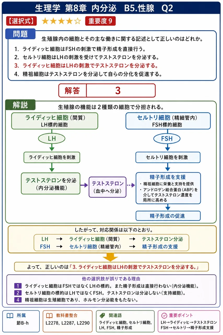 精巣内の細胞とその主な働きに関する記述として正しいのはどれか。 解説図