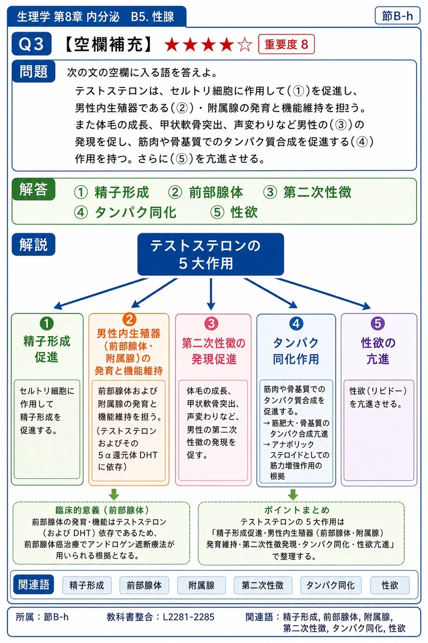 次の文の空欄に入る語を答えよ。 テストステロンは、セルトリ細胞に作用して(①)を促進し、男性内生殖器である(②)・精嚢の発育と機能維持を担う。また体毛の成長、甲状軟骨突出、声変わりなど男性の(③)の発現を促し、筋肉や骨基質でのタンパク質合成を促進する(④)作用を持つ。さらに(⑤)を亢進させる。 解説図