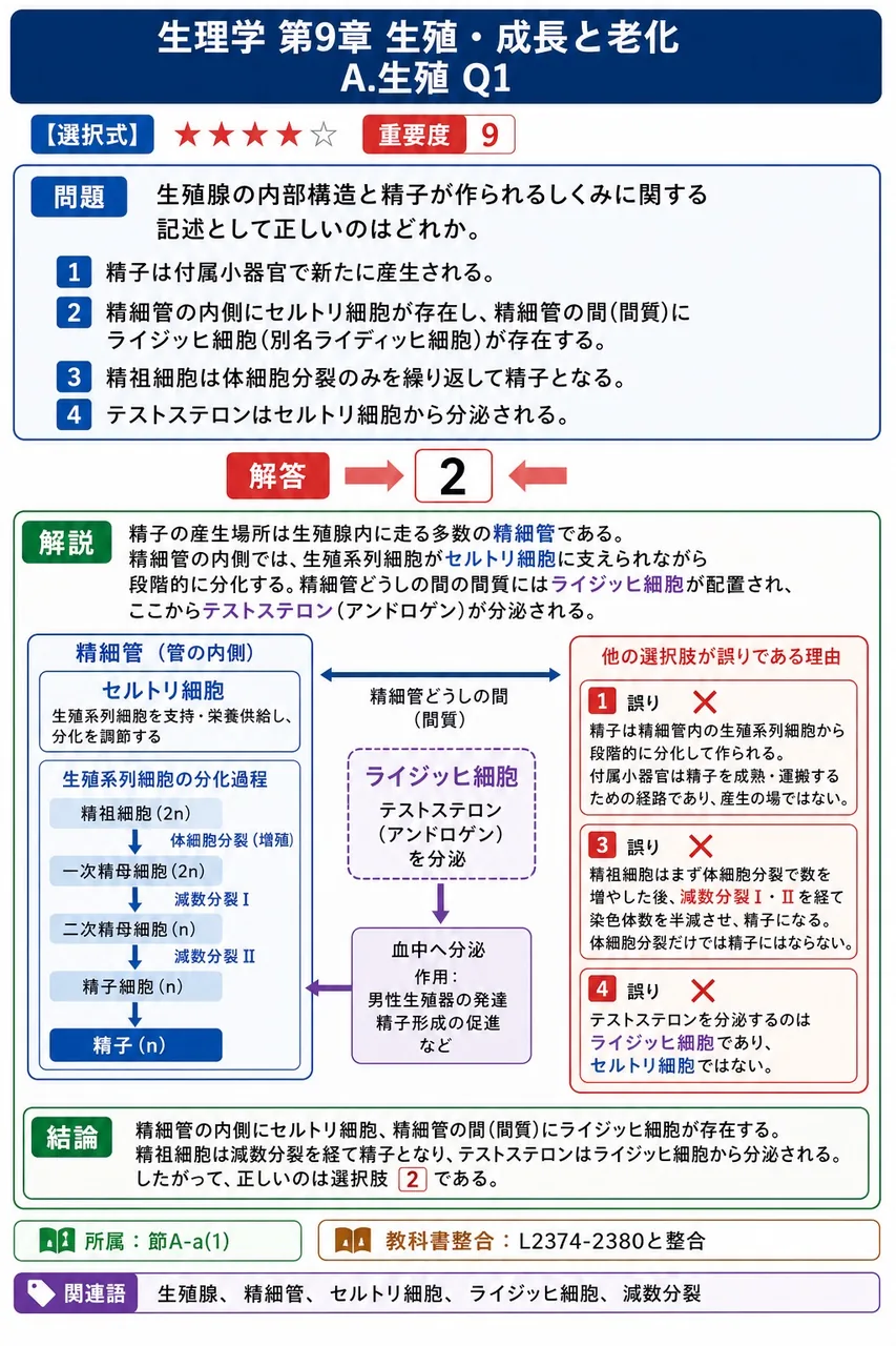 精巣の内部構造と精子が作られるしくみに関する記述として正しいのはどれか。 解説図