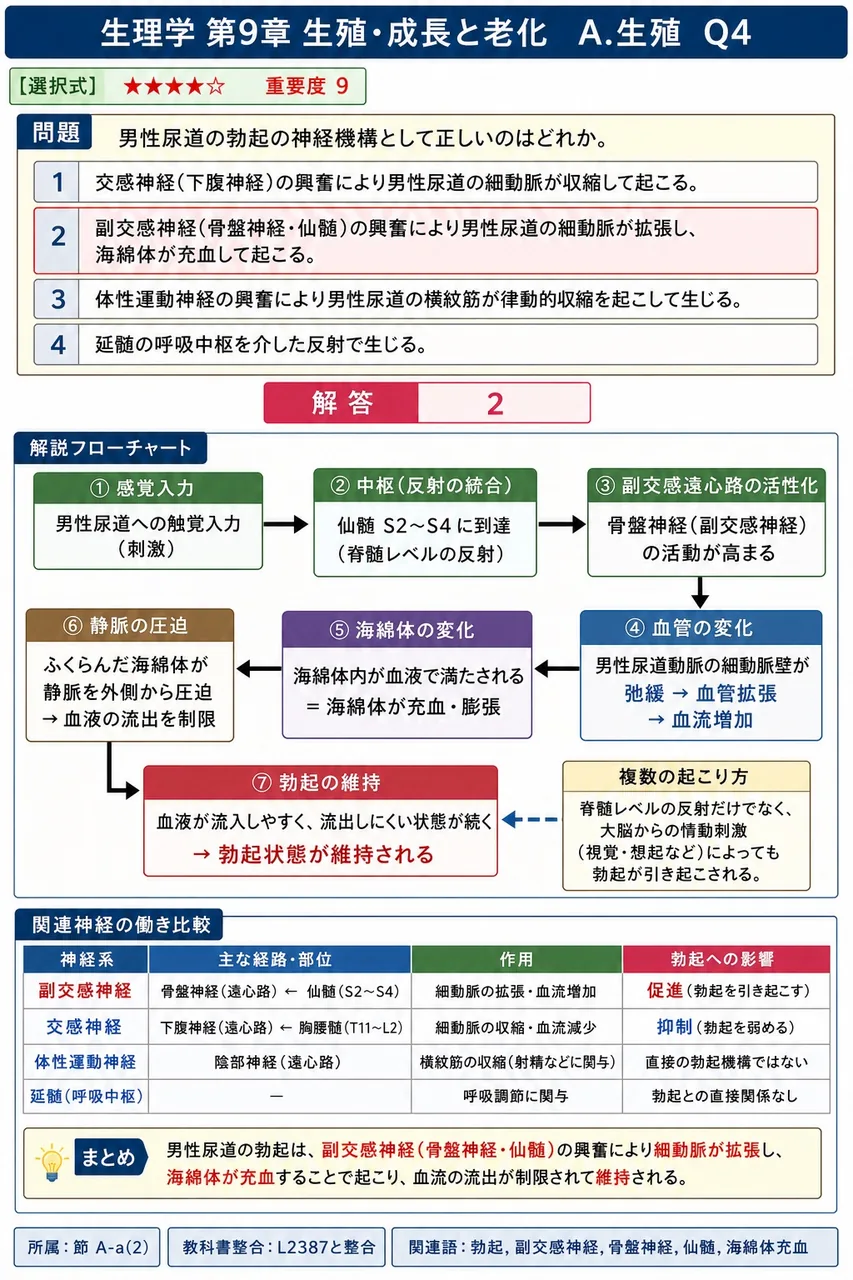 陰茎の勃起の神経機構として正しいのはどれか。 解説図