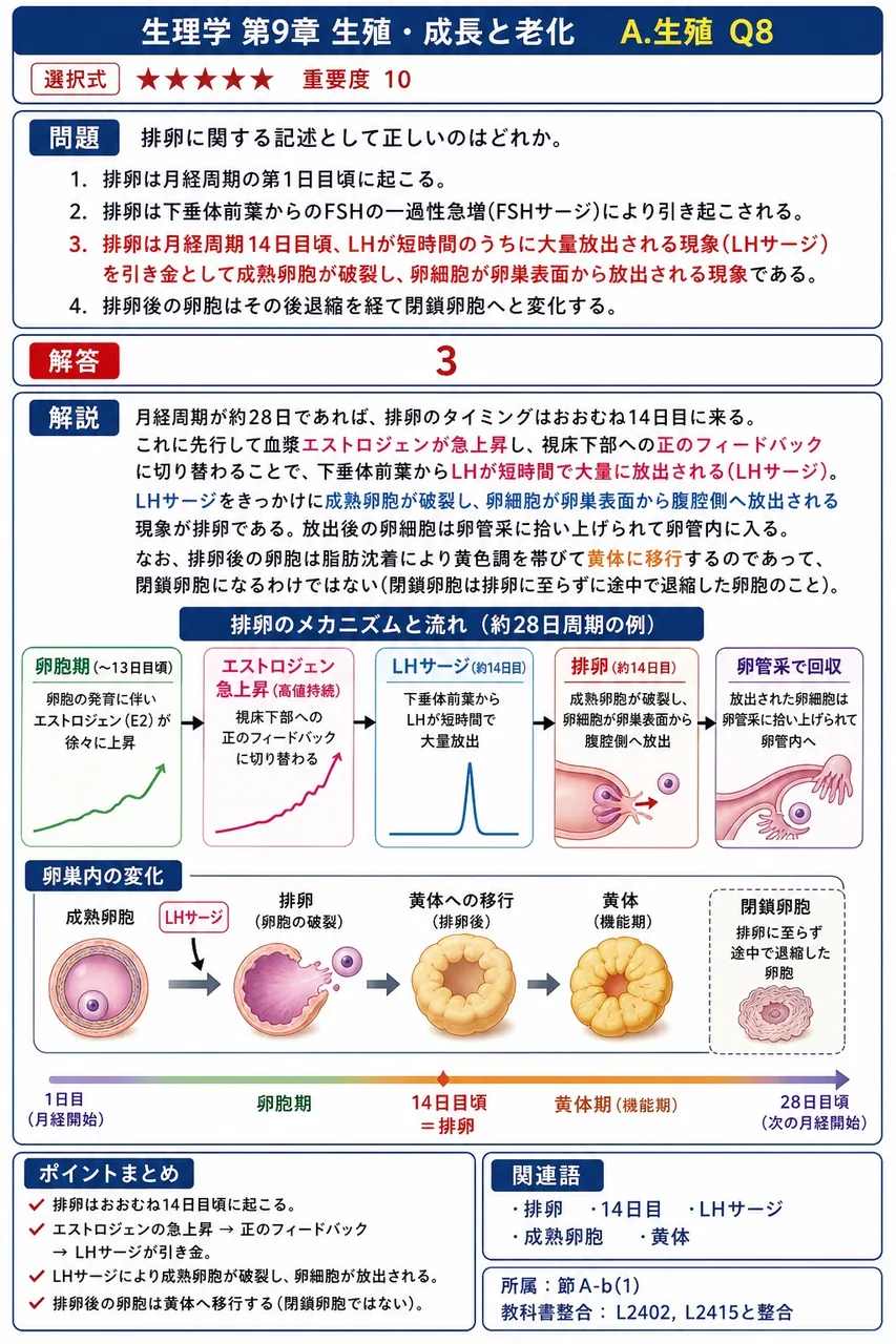 排卵に関する記述として正しいのはどれか。 解説図