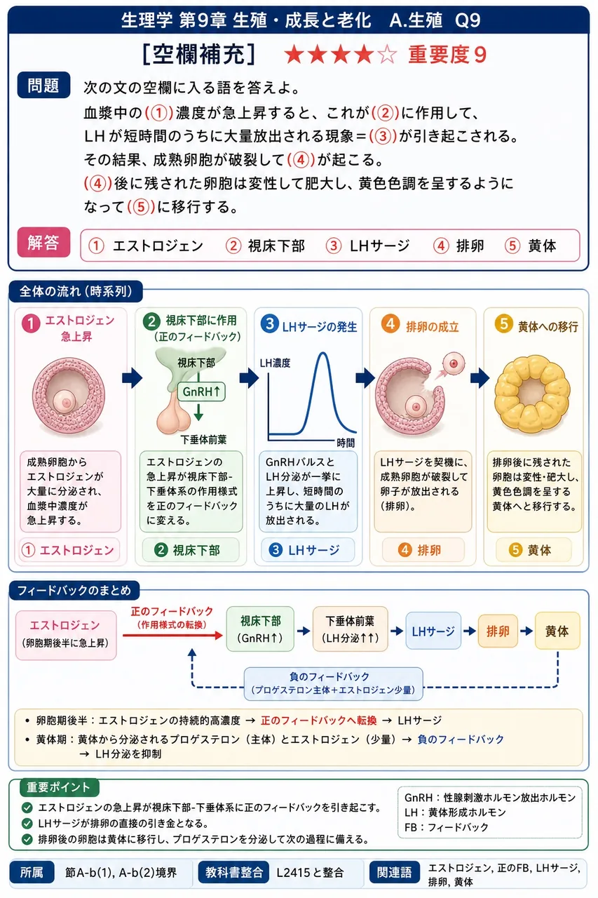 次の文の空欄に入る語を答えよ。 血漿中の(①)濃度が急上昇すると、これが(②)に作用して、LHが短時間のうちに大量放出される現象=(③)が引き起こされる。その結果、成熟卵胞が破裂して(④)が起こる。(④)後に残された卵胞は変性して肥大し、黄色色調を呈するようになって(⑤)に移行する。 解説図