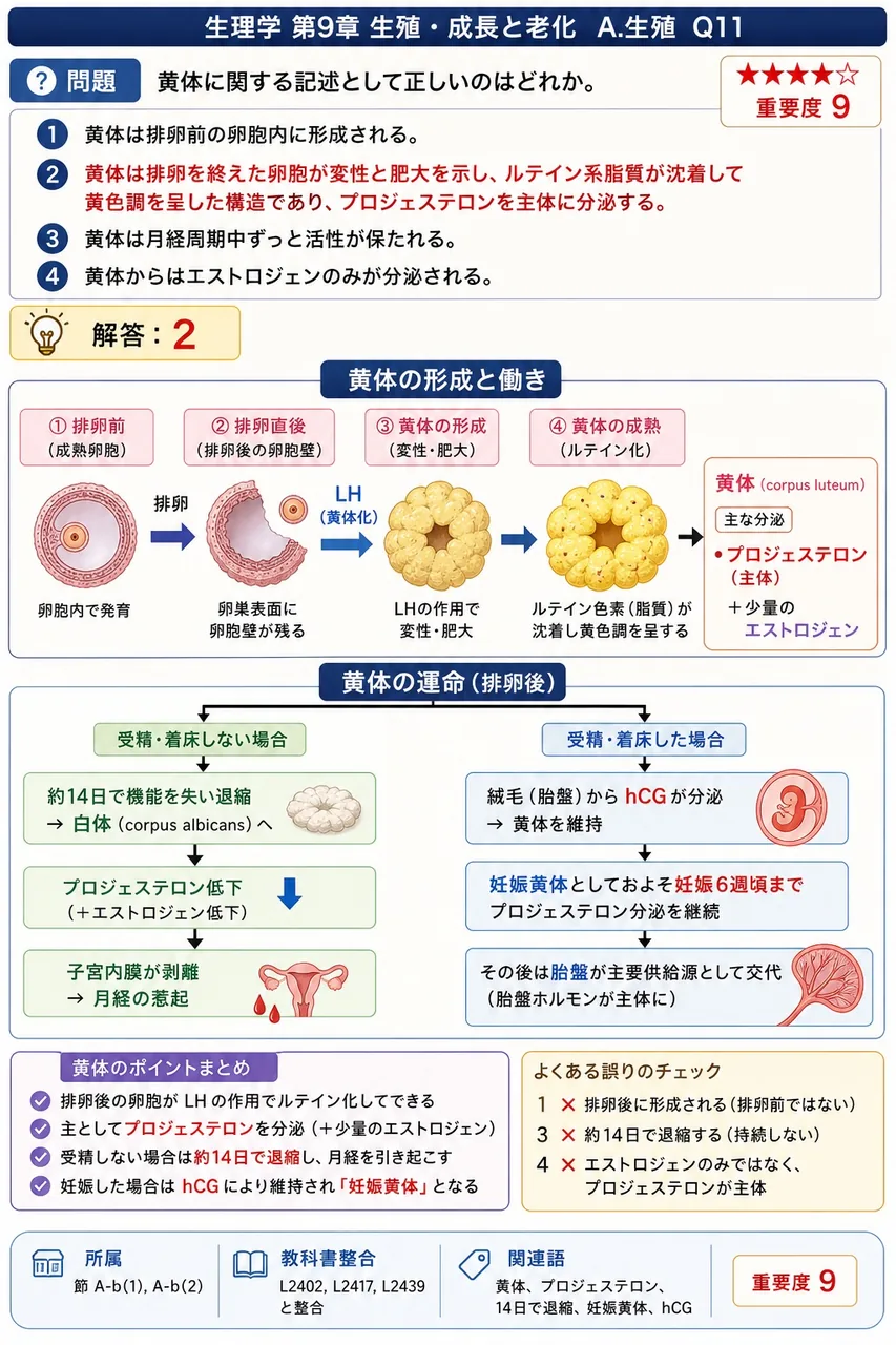 黄体に関する記述として正しいのはどれか。 解説図