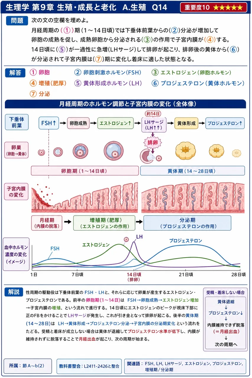 次の文の空欄を埋めよ。 月経周期の(①)期(1〜14日頃)では下垂体前葉からの(②)分泌が増加して卵胞の成熟を促し、成熟卵胞から分泌される(③)の作用で子宮内膜が(④)する。14日頃に(⑤)が一過性に急増(LHサージ)して排卵が起こり、排卵後の黄体から(⑥)が分泌されて子宮内膜は(⑦)期に変化し着床に適した状態となる。 解説図