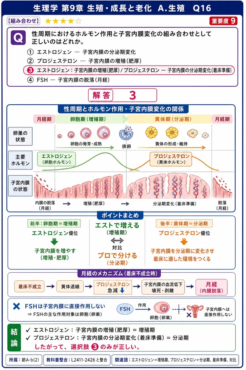 性周期におけるホルモン作用と子宮内膜変化の組み合わせとして正しいのはどれか。 解説図
