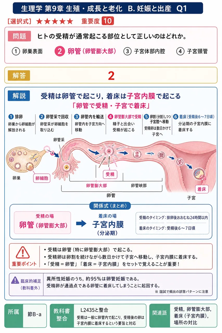 ヒトの受精が通常起こる部位として正しいのはどれか。 解説図