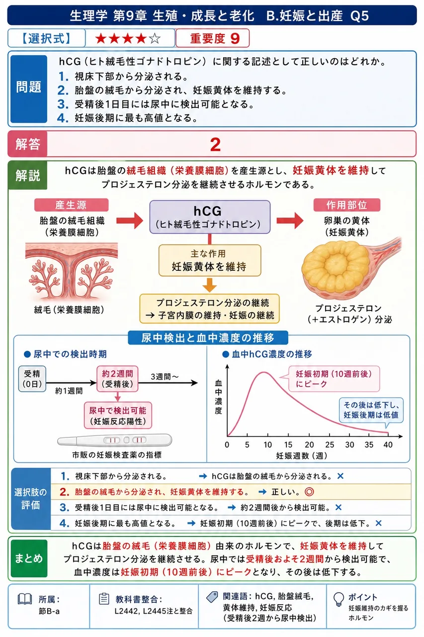 hCG（ヒト絨毛性ゴナドトロピン）に関する記述として正しいのはどれか。 解説図