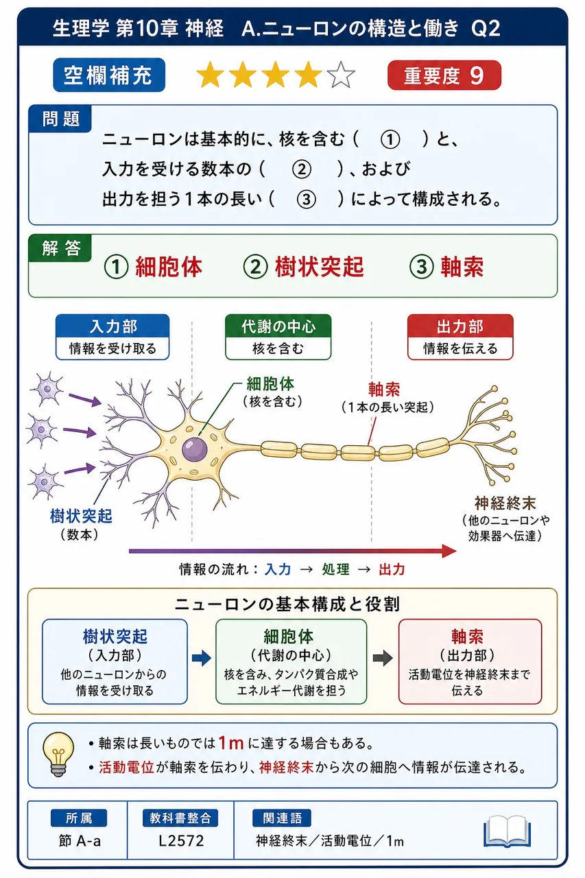 ニューロンは基本的に、核を含む（ ① ）と、入力を受ける数本の（ ② ）、および出力を担う1本の長い（ ③ ）によって構成される。 解説図