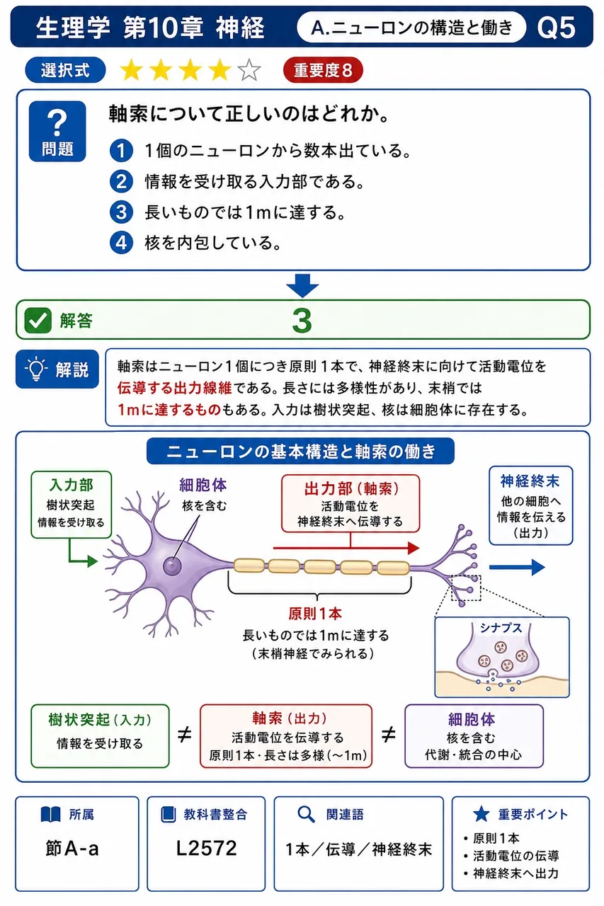軸索について正しいのはどれか。 解説図