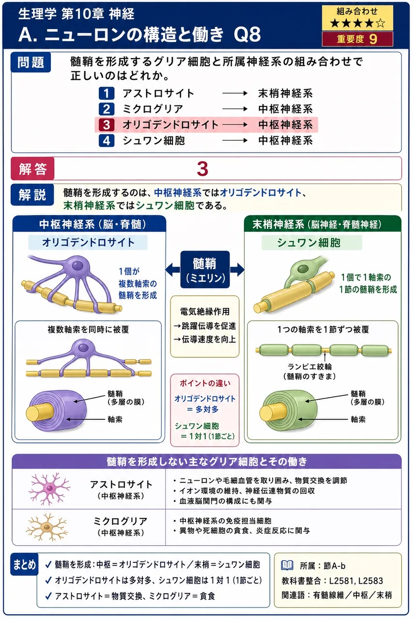 髄鞘を形成するグリア細胞と所属神経系の組み合わせで正しいのはどれか。 解説図