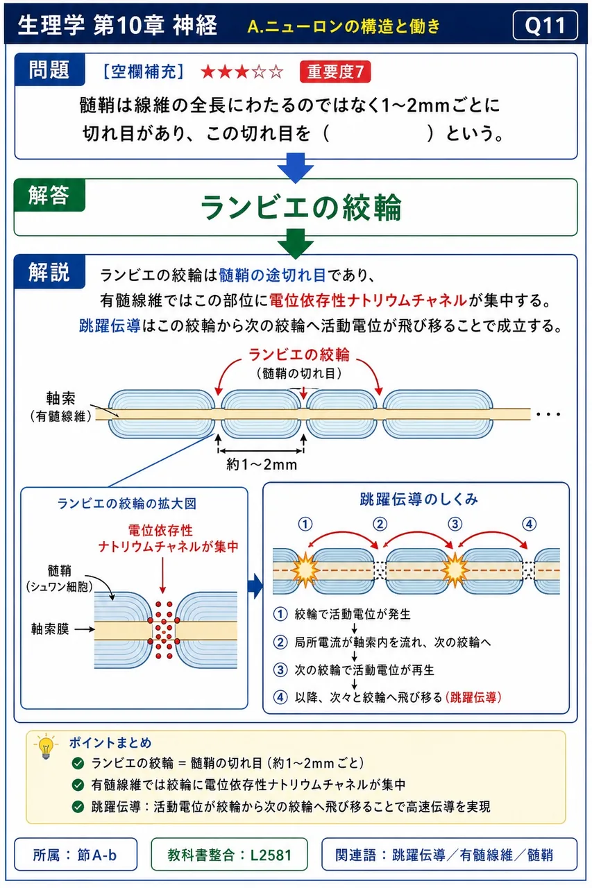 髄鞘は線維の全長にわたるのではなく1〜2mmごとに切れ目があり、この切れ目を（ ）という。 解説図