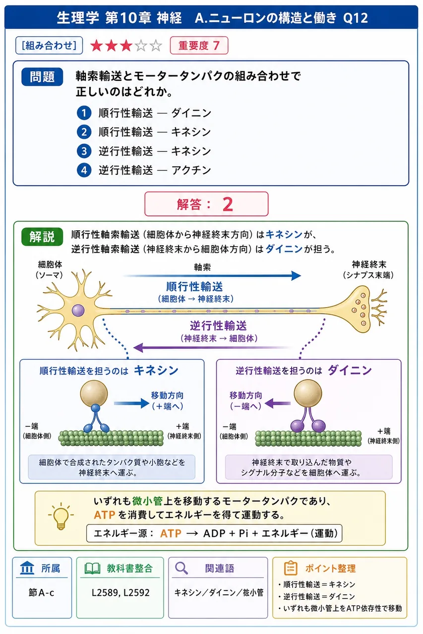 軸索輸送とモータータンパクの組み合わせで正しいのはどれか。 解説図