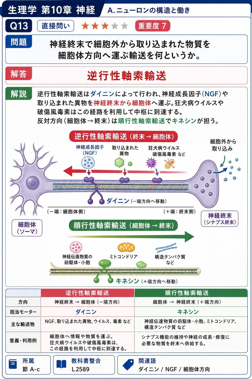 神経終末で細胞外から取り込まれた物質を細胞体方向へ運ぶ輸送を何というか。 解説図