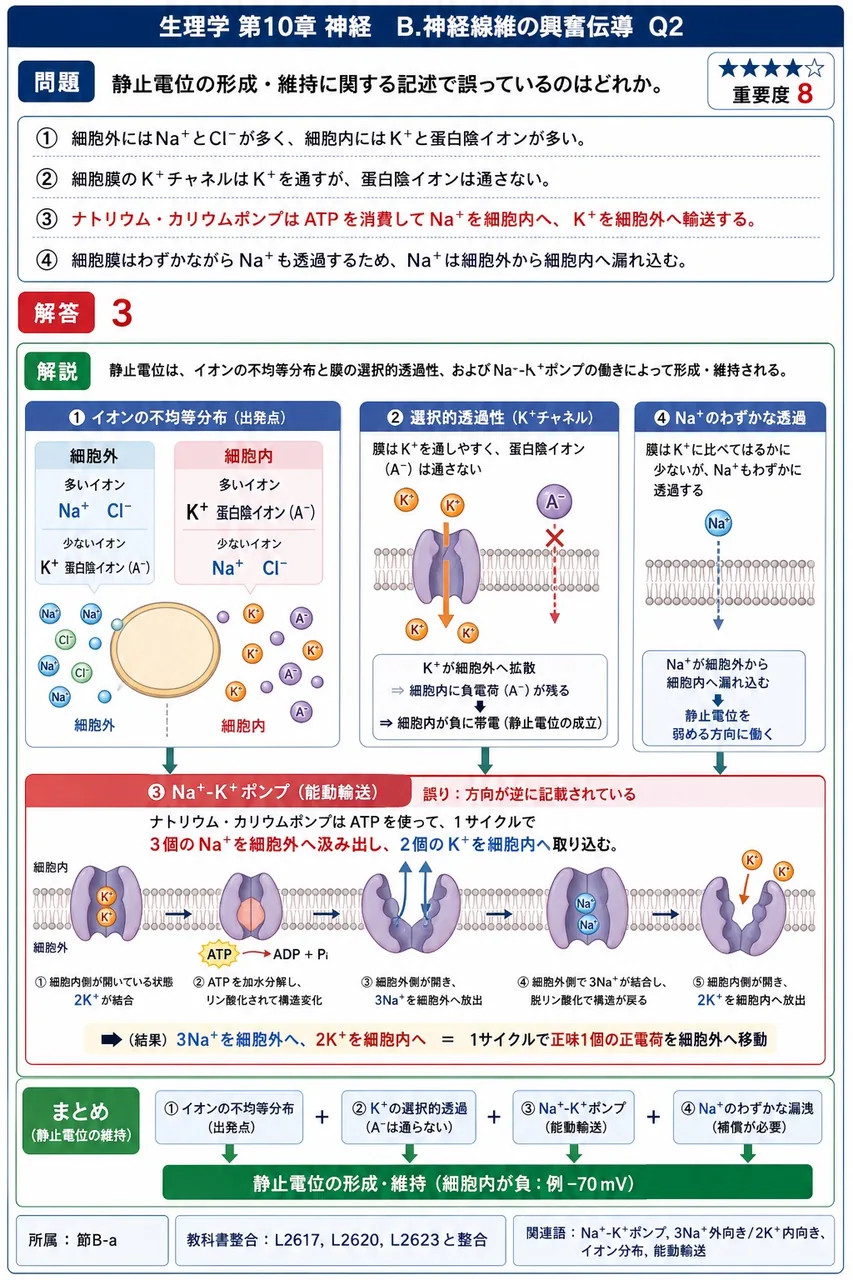 静止電位の形成・維持に関する記述で誤っているのはどれか。 解説図