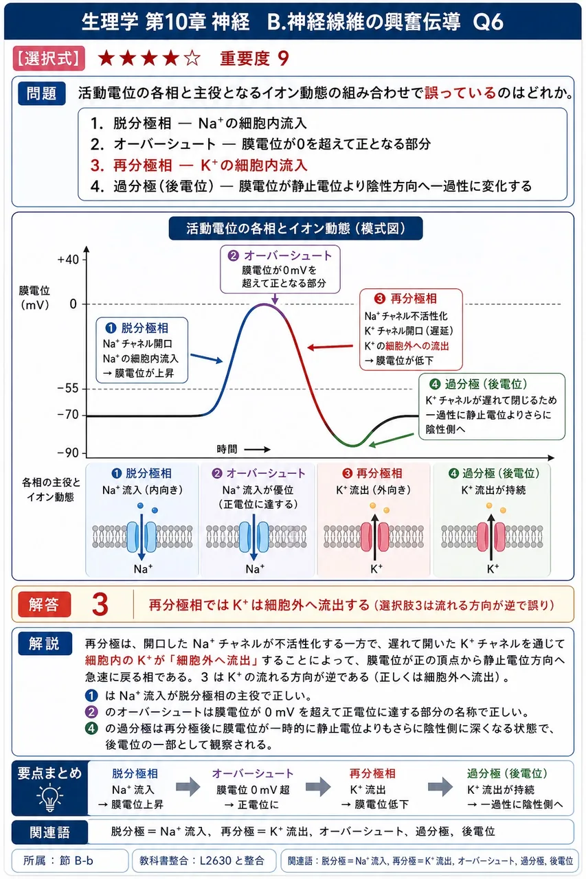 活動電位の各相と主役となるイオン動態の組み合わせで誤っているのはどれか。 解説図