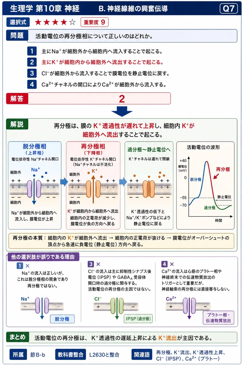 活動電位の再分極相について正しいのはどれか。 解説図