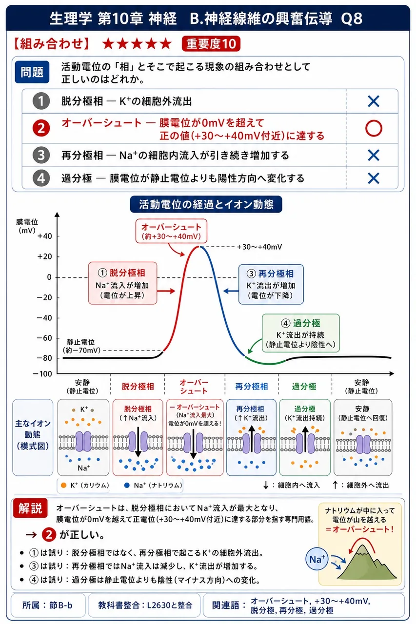 活動電位の「相」とそこで起こる現象の組み合わせとして正しいのはどれか。 解説図