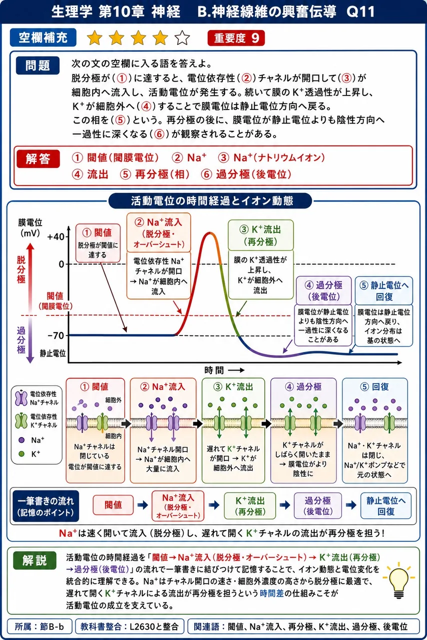 次の文の空欄に入る語を答えよ。 脱分極が(①)に達すると、電位依存性(②)チャネルが開口して(③)が細胞内へ流入し、活動電位が発生する。続いて膜のK⁺透過性が上昇し、K⁺が細胞外へ(④)することで膜電位は静止電位方向へ戻る。この相を(⑤)という。再分極の後に、膜電位が静止電位よりも陰性方向へ一過性に深くなる(⑥)が観察されることがある。 解説図