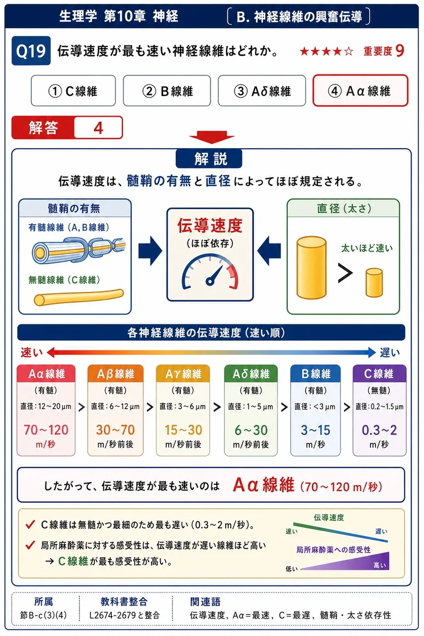 伝導速度が最も速い神経線維はどれか。 解説図