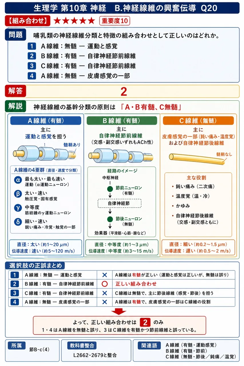 哺乳類の神経線維分類と特徴の組み合わせとして正しいのはどれか。 解説図