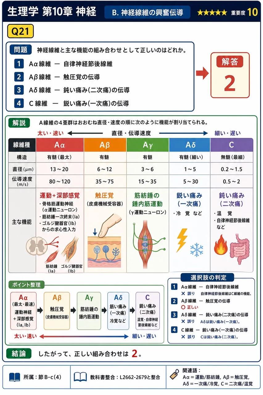 神経線維と主な機能の組み合わせとして正しいのはどれか。 解説図