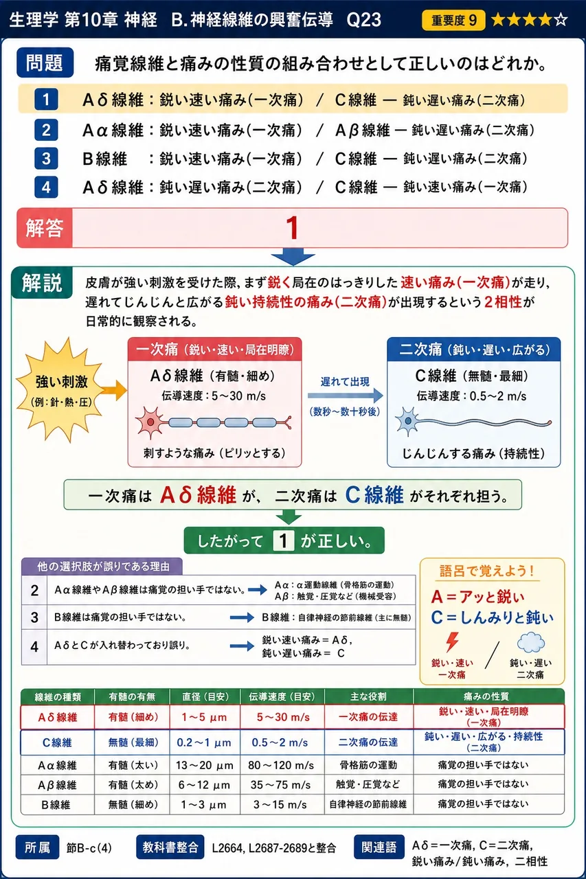 痛覚線維と痛みの性質の組み合わせとして正しいのはどれか。 解説図