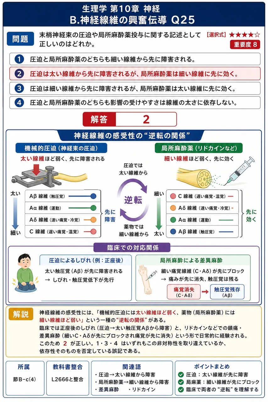 末梢神経束の圧迫や局所麻酔薬投与に関する記述として正しいのはどれか。 解説図