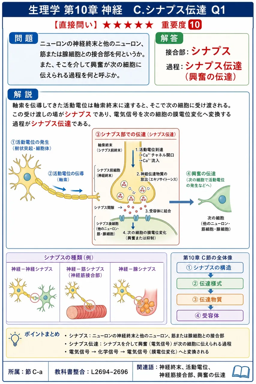 ニューロンの神経終末と他のニューロン、筋または腺細胞との接合部を何というか。また、そこを介して興奮が次の細胞に伝えられる過程を何と呼ぶか。 解説図