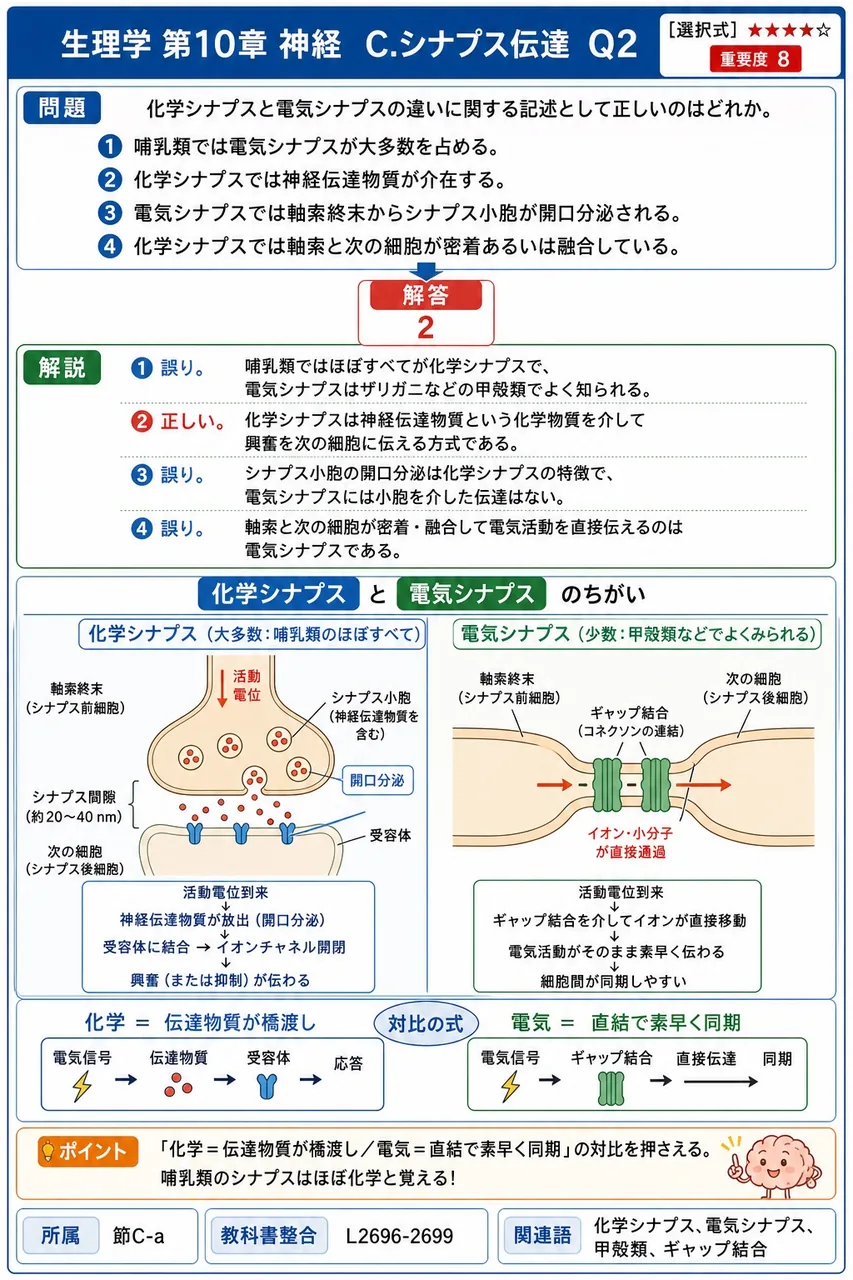 化学シナプスと電気シナプスの違いに関する記述として正しいのはどれか。 解説図