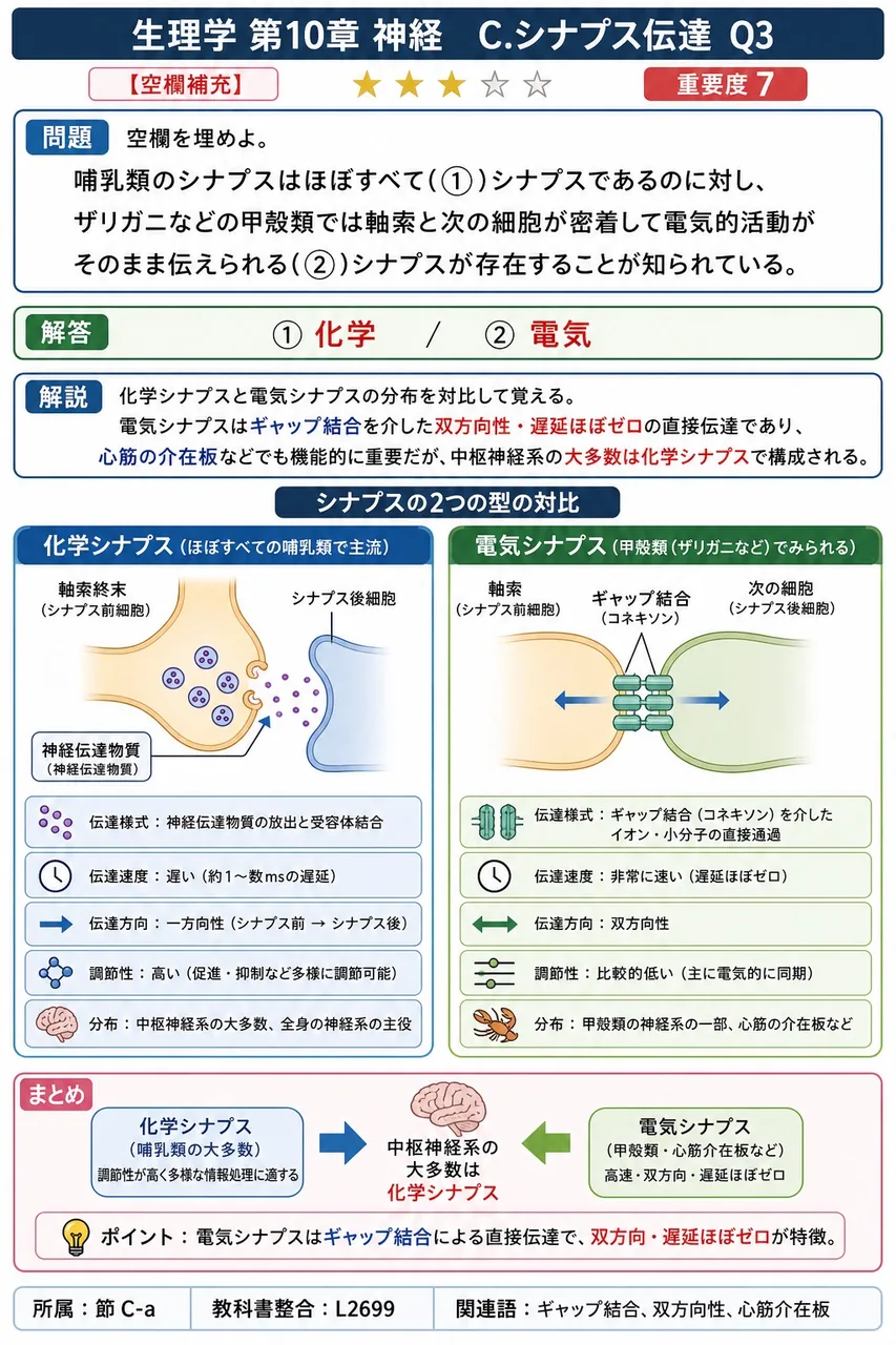 空欄を埋めよ。 哺乳類のシナプスはほぼすべて(①)シナプスであるのに対し、ザリガニなどの甲殻類では軸索と次の細胞が密着して電気的活動がそのまま伝えられる(②)シナプスが存在することが知られている。 解説図