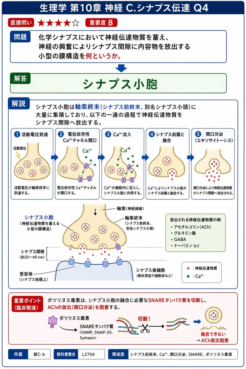 化学シナプスにおいて神経伝達物質を蓄え、神経の興奮によりシナプス間隙に内容物を放出する小型の膜構造を何というか。 解説図