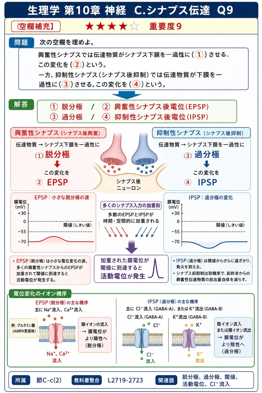 次の空欄を埋めよ。 興奮性シナプスでは伝達物質がシナプス下膜を一過性に(①)させる。この変化を(②)という。一方、抑制性シナプス(シナプス後抑制)では伝達物質が下膜を一過性に(③)させる。この変化を(④)という。 解説図