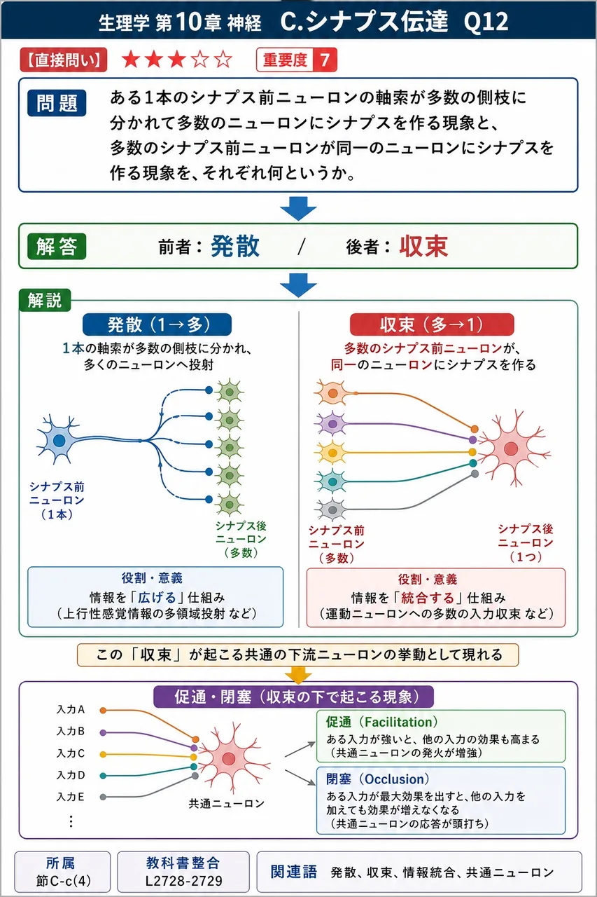 ある1本のシナプス前ニューロンの軸索が多数の側枝に分かれて多数のニューロンにシナプスを作る現象と、多数のシナプス前ニューロンが同一のニューロンにシナプスを作る現象を、それぞれ何というか。 解説図