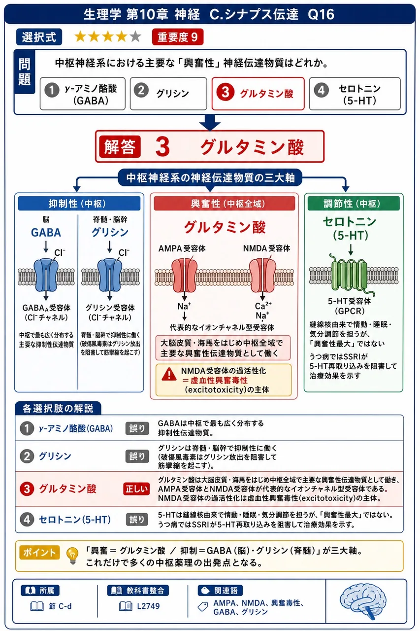 中枢神経系における主要な「興奮性」神経伝達物質はどれか。 解説図
