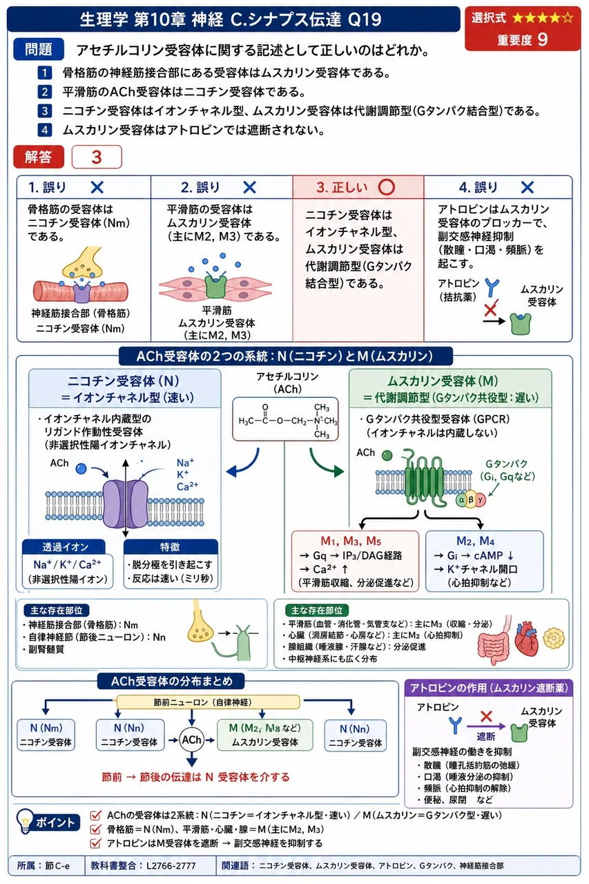 アセチルコリン受容体に関する記述として正しいのはどれか。 解説図