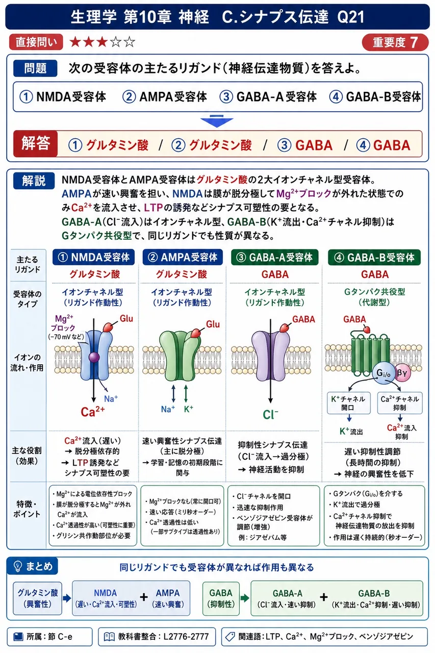 次の受容体の主たるリガンド(神経伝達物質)を答えよ。 ① NMDA受容体 ② AMPA受容体 ③ GABA-A受容体 ④ GABA-B受容体 解説図