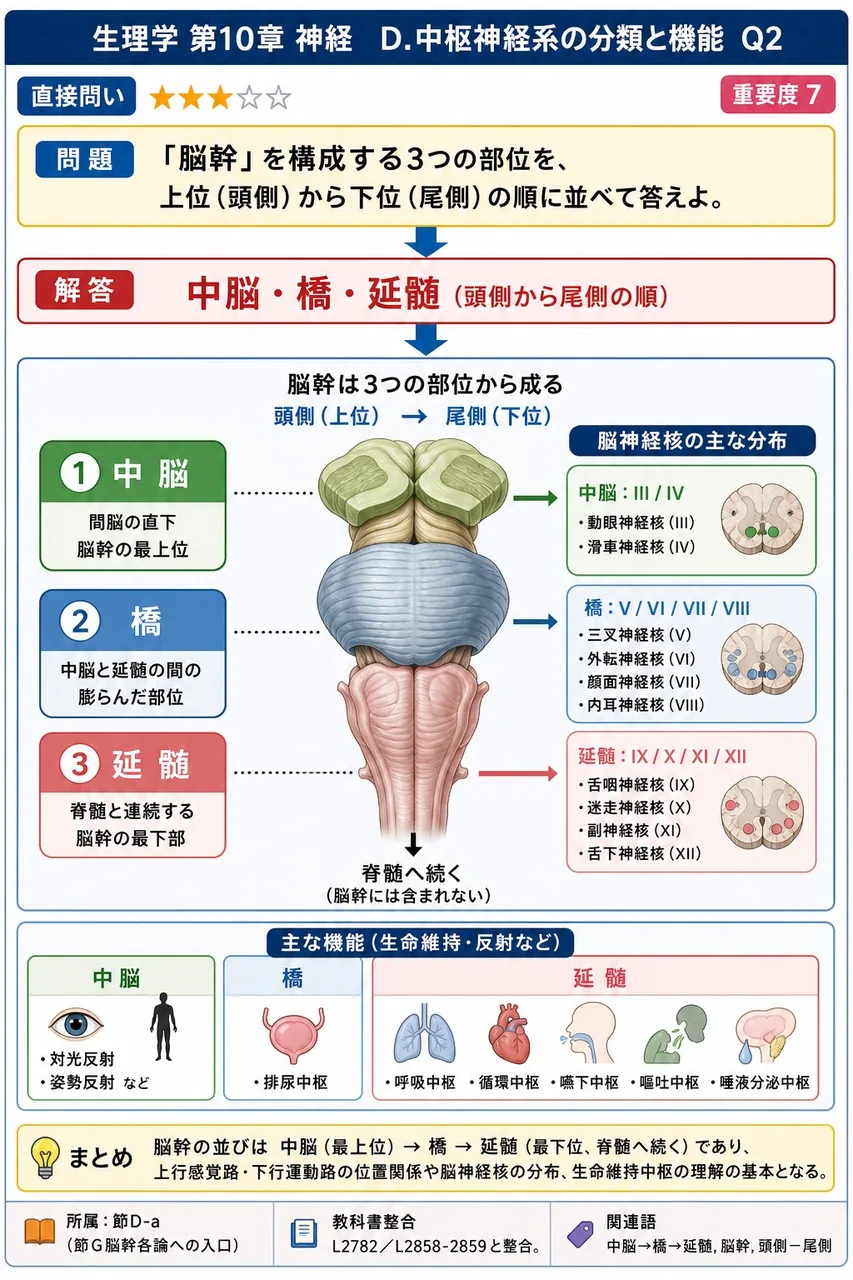 「脳幹」を構成する3つの部位を、上位（頭側）から下位（尾側）の順に並べて答えよ。 解説図