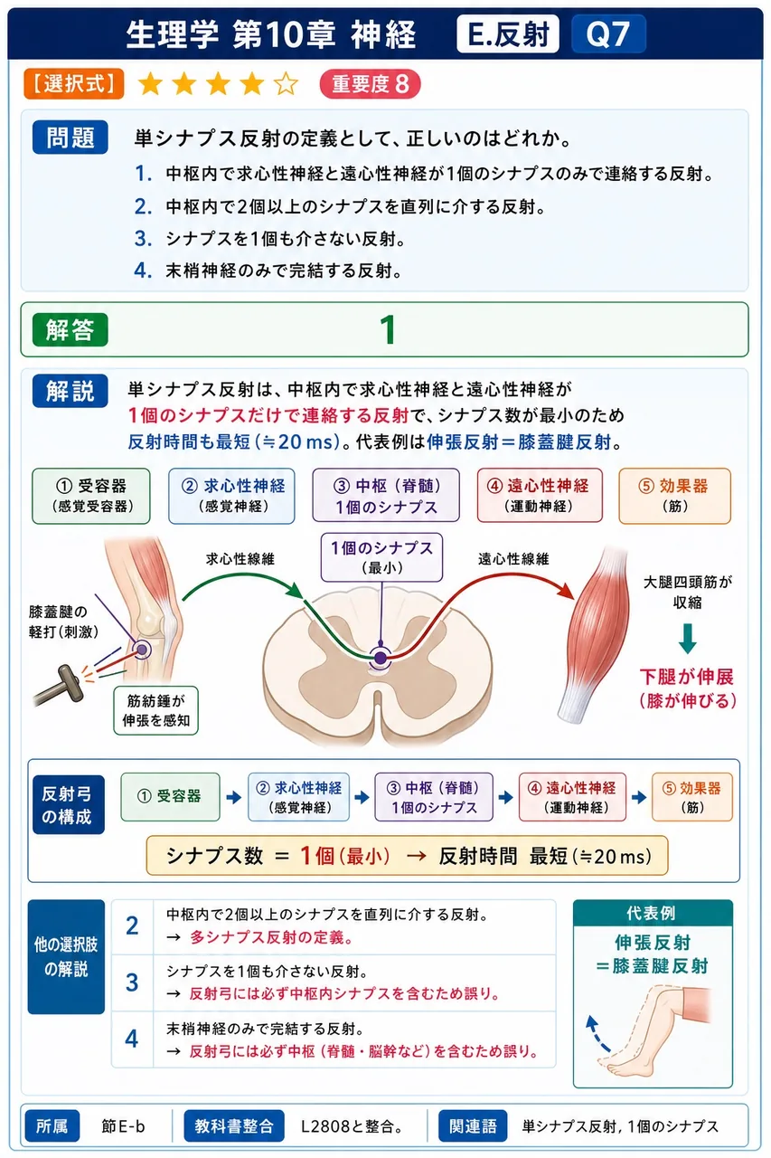 単シナプス反射の定義として、正しいのはどれか。 解説図