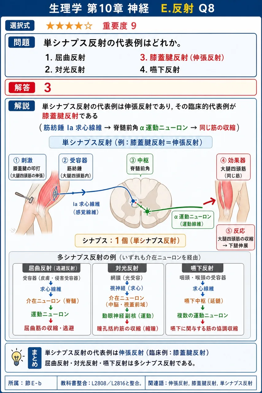 単シナプス反射の代表例はどれか。 解説図