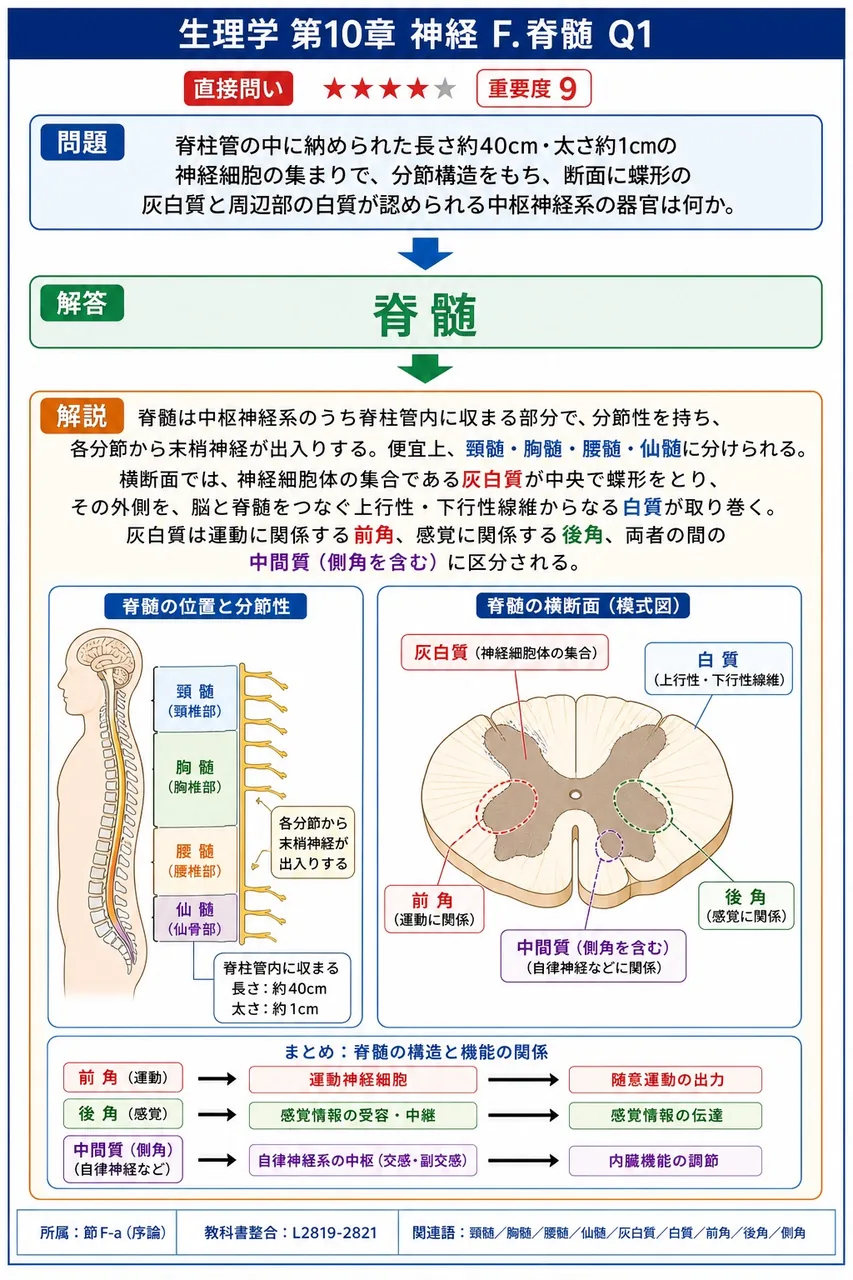 脊柱管の中に納められた長さ約40cm・太さ約1cmの神経細胞の集まりで、分節構造をもち、断面に蝶形の灰白質と周辺部の白質が認められる中枢神経系の器官は何か。 解説図