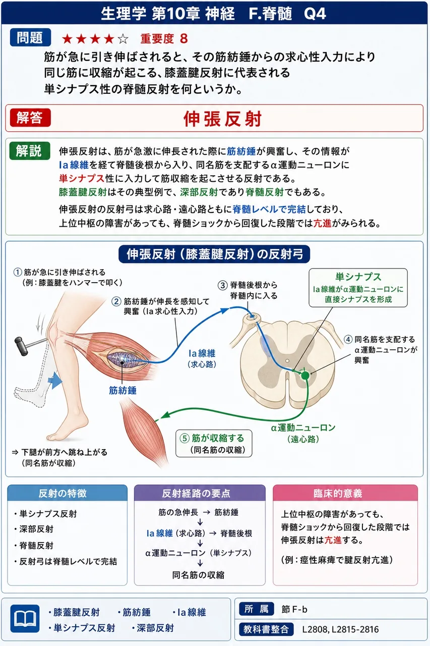 筋が急に引き伸ばされると、その筋紡錘からの求心性入力により同じ筋に収縮が起こる、膝蓋腱反射に代表される単シナプス性の脊髄反射を何というか。 解説図