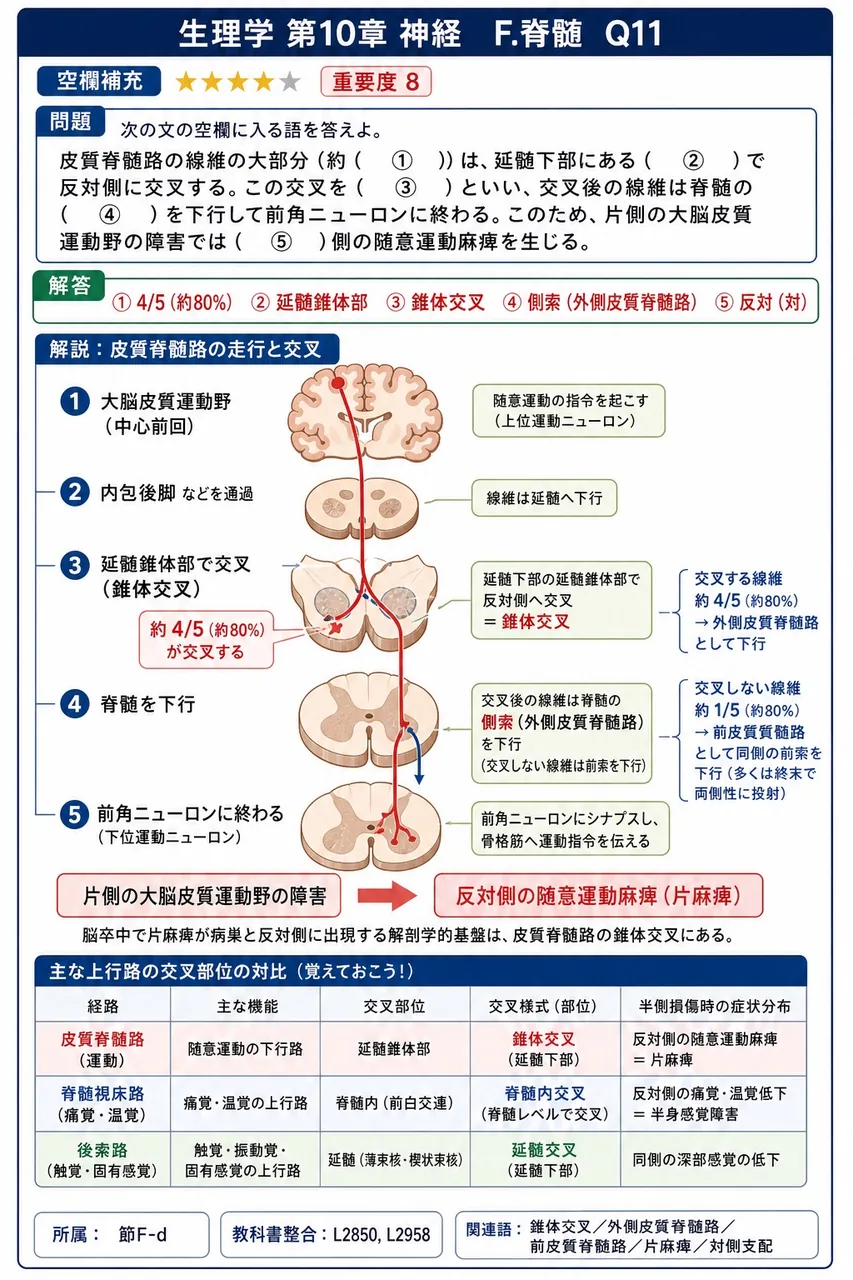 次の文の空欄に入る語を答えよ。 皮質脊髄路の線維の大部分（約（ ① ））は、延髄下部にある（ ② ）で反対側に交叉する。この交叉を（ ③ ）といい、交叉後の線維は脊髄の（ ④ ）を下行して前角ニューロンに終わる。このため、片側の大脳皮質運動野の障害では（ ⑤ ）側の随意運動麻痺を生じる。 解説図